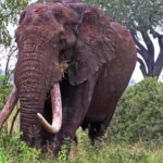 Free Animated Backgrounds For Streaming, Tusker, Elephant, Mammal, Animal, Safari