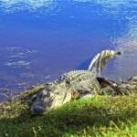 Free Animation Cartoon Video, Alligator, Water, Sea, Ocean, Reptile