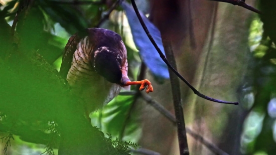 Free Anime Clips To Download, Bird, Tree, Wildlife, Feather, Branch