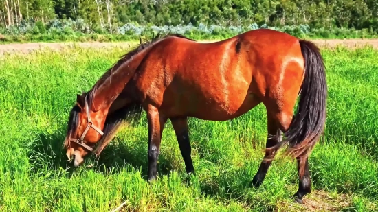 Free Anime Footage, Thoroughbred, Horse, Horses, Farm, Grass