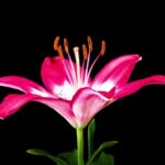 Free Archive Footage Library, Pink, Flower, Lily, Petal, Plant