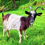 Free Audio Footage, Mammal, Bull, Livestock, Deer, Animal