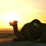 Free Autumn Motion Backgrounds, Camel, Ungulate, Sunset, Sun, Sky