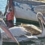 Free B Roll Video, Pelican, Seabird, Bird, Aquatic Bird, Beak