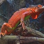 Free Background Images For Youtube Videos, Common Iguana, Lizard, Reptile, Wildlife, Iguana