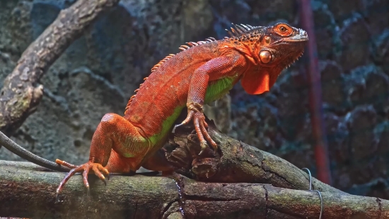 Free Background Images For Youtube Videos, Common Iguana, Lizard, Reptile, Wildlife, Iguana