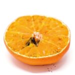 Free Background Movie Clips, Citrus, Fruit, Tangerine, Mandarin, Orange