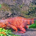 Free Background Music For Hiking Video, Common Iguana, Lizard, Meat, Tree, Food