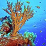 Free Background Stock Video Footage, Coral Reef, Reef, Ridge, Underwater, Fish