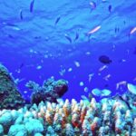 Free Background Template Video, Coral Reef, Reef, Underwater, Fish, Coral