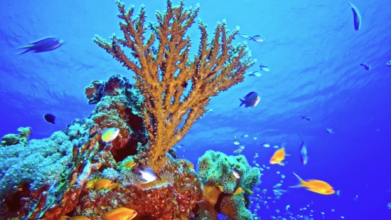 Free Background Video Effects, Coral Reef, Reef, Ridge, Underwater, Fish