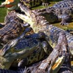 Free Background Video Templates, Alligator, Reptile, Crocodile, Wildlife, Wild