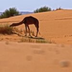 Free Backgrounds For Google Meet, Dune, Camel, Desert, Sand, Giraffe