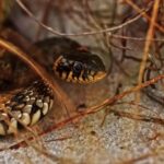 Free Backsound Youtube, Garter Snake, Snake, Reptile, Wildlife, Wild