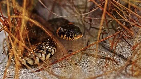 Free Backsound Youtube, Garter Snake, Snake, Reptile, Wildlife, Wild