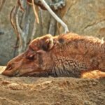 Free Beach Video Background, Swine, Mammal, Ungulate, Wildlife, Wild