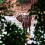 Free Bg Music For Youtube Videos, Tusker, Elephant, Mammal, Safari, Wildlife