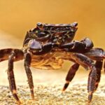 Free Birthday Clips, Rock Crab, Crab, Crustacean, Arthropod, Invertebrate