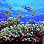 Free Birthday Stock Video, Coral Reef, Reef, Underwater, Ridge, Coral