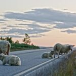 Free Black Video Background, Simpleton, Sheep, Grass, Farm, Field