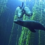 Free Blood Stock Footage, Sea Cow, Fish, Sea, Aquatic Mammal, Water