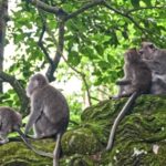 Free Bokeh Video, Baboon, Monkey, Primate, Macaque, Wildlife