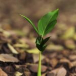 Free Business Stock Videos, Seedling, Plant, Leaf, Growth, Herb