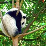 Free Butterfly Video, Giant Panda, Mammal, Wildlife, Wild, Fur