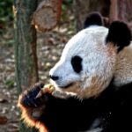 Free Cartoon Animation Video, Giant Panda, Mammal, Wildlife, Wild, Zoo