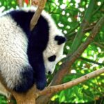 Free Cartoon Background Video, Giant Panda, Mammal, Wildlife, Wild, Primate