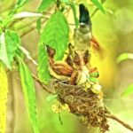 Free Cc0 Videos, Tree, Insect, Plant, Woody Plant, Leaf