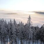 Free Chroma Key Background, Forest, Snow, Fir, Tree, Winter