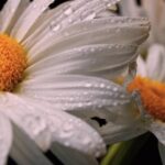 Free Chroma Key, Daisy, Flower, Petal, Blossom, Spring