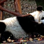 Free Chroma Videos, Giant Panda, Mammal, Wildlife, Wild, Fur