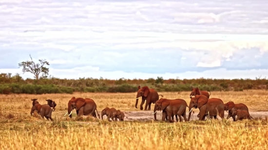 Free Climate Change Video Clips, Ranch, Pasture, Farm, Grass, Horses