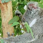 Free Clips, Koala, Tree, Wildlife, Bird, Mammal