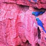 Free Coffee Shop Video Background, Macaw, Parrot, Bird, Texture, Pattern