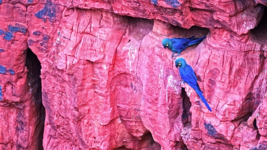 Free Coffee Shop Video Background, Macaw, Parrot, Bird, Texture, Pattern