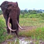 Free Concert Videos, Tusker, Mammal, Elephant, Animal, Safari