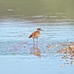 Free Confetti Stock Video, Sandpiper, Shorebird, Red-backed Sandpiper, Wading Bird, Bird