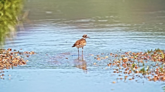 Free Confetti Stock Video, Sandpiper, Shorebird, Red-backed Sandpiper, Wading Bird, Bird