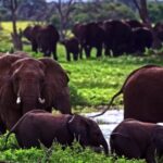 Free Cooking Stock Video, Elephant, Mammal, Tusker, Safari, Wildlife