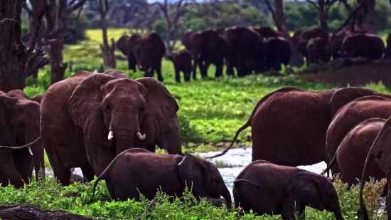 Free Cooking Stock Video, Elephant, Mammal, Tusker, Safari, Wildlife