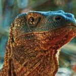 Free Copy Video, Lizard, Frilled Lizard, Reptile, Wildlife, Iguana