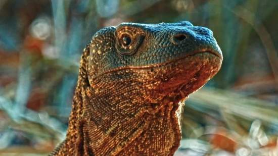 Free Copy Video, Lizard, Frilled Lizard, Reptile, Wildlife, Iguana