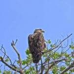 Free Copyright Background Video, Bald Eagle, Eagle, Bird, Wildlife, Beak