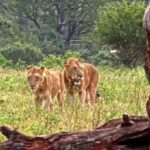 Free Copyright Free Video Download, Lion, Feline, Predator, Wildlife, Big Cat