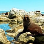 Free Copyright Free Videos, Sea Lion, Eared Seal, Seal, Sea, Water