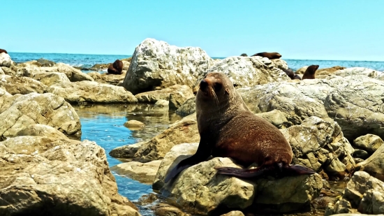 Free Copyright Free Videos, Sea Lion, Eared Seal, Seal, Sea, Water