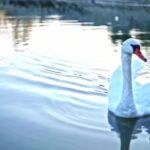 Free Copyright Islamic Video Background, Bird, Water, Reflection, Lake, Sea